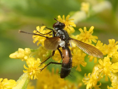 Cylindromyia intermedia