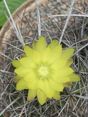 Hamatocactus setispinus