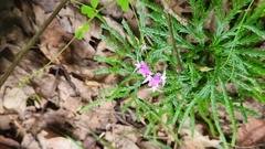 Lespedeza procumbens