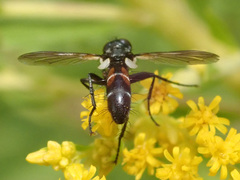Cylindromyia intermedia