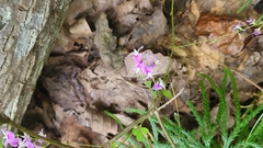 Lespedeza procumbens