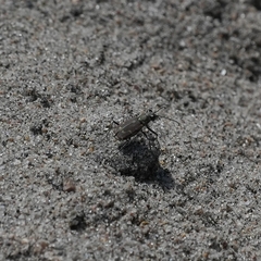 Cicindela repanda