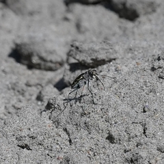 Cicindela repanda