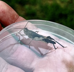 Chortophaga australior