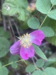 Rosa pinetorum