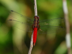 Orthetrum chrysis