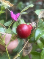 Rosa pinetorum