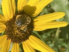 Melissodes trinodis