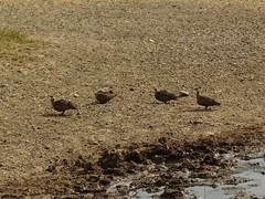 Pterocles gutturalis