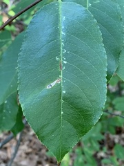 Coptodisca splendoriferella