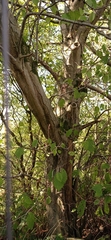 Betulaceae