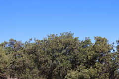 Sophora chrysophylla