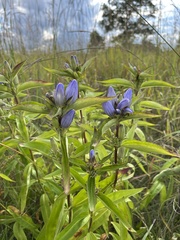 Gentiana andrewsii