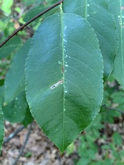 Coptodisca splendoriferella