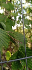 Betulaceae