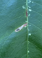 Coptodisca splendoriferella