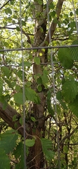 Betulaceae