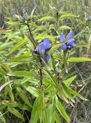 Gentiana andrewsii