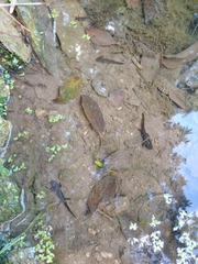 Salamandra salamandra