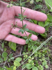 Galium pilosum