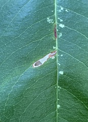 Coptodisca splendoriferella