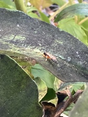 Diplazon laetatorius