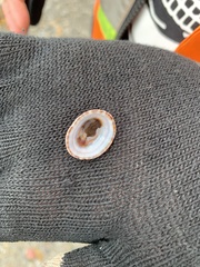 Testudinalia testudinalis