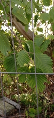 Betulaceae