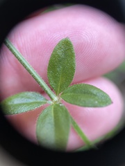 Galium pilosum