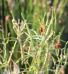 Oncopeltus fasciatus