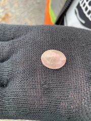 Testudinalia testudinalis