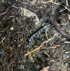 Cormocephalus rubriceps