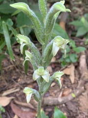 Sarcoglottis acaulis