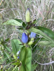 Gentiana andrewsii