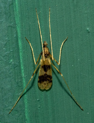 Erioptera venusta