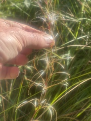 Epilobium brachycarpum