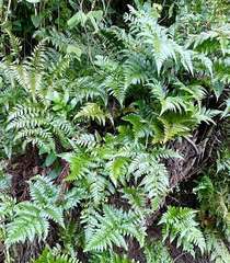 Davallia solida