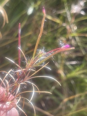 Epilobium brachycarpum
