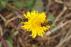 Syrphus opinator