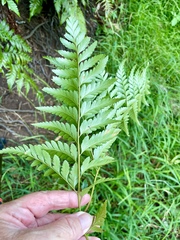 Davallia solida