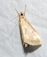 Ostrinia