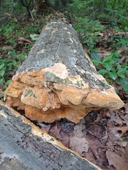 Steccherinum ochraceum