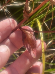 Epilobium brachycarpum