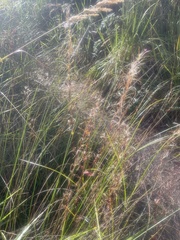 Epilobium brachycarpum