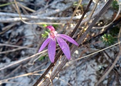 Caladenia alata