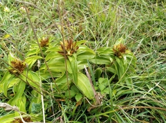 Gentiana cruciata