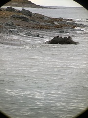 Histrionicus histrionicus