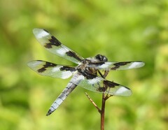 Libellula forensis