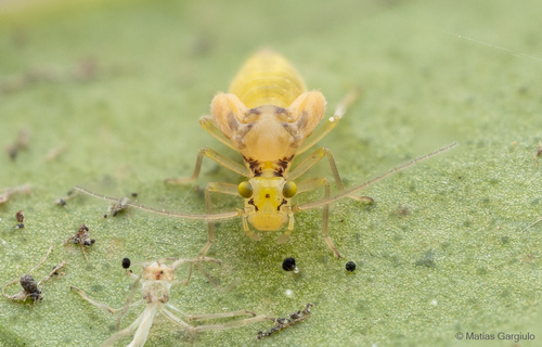 Chilenocaecilius ornatipennis