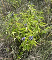 Gentiana andrewsii